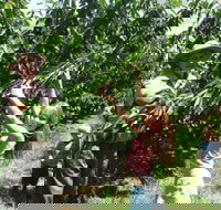 Forest Range Cherries - Gold Coast Attractions