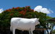 Aramac - The White Bull - thumb 1