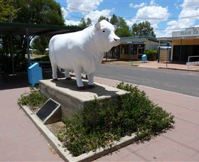Aramac - The White Bull - Gold Coast Attractions 2