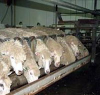 Island Pure Sheep Dairy And Cheese Factory - Gold Coast Attractions