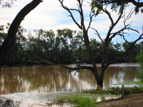 Allan Tannock Weir - Gold Coast Attractions 3