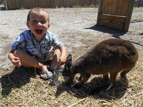 Animal Farm Goolwa - Gold Coast Attractions 0