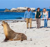 Seal Bay Conservation Park - Gold Coast Attractions