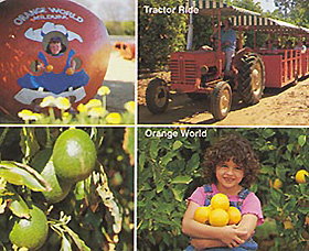 Orange World - Gold Coast Attractions 1