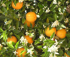 Orange World - Gold Coast Attractions 2