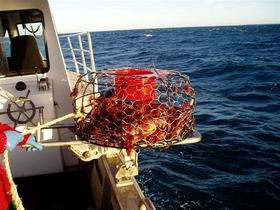 Lacepede Seafood - Gold Coast Attractions 1