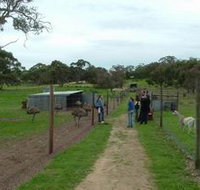Avenue Emus - Gold Coast Attractions
