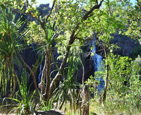 Manngarre Rainforest Walk - Gold Coast Attractions 1