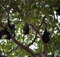 Manngarre Rainforest Walk - Gold Coast Attractions