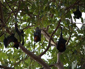 Manngarre Rainforest Walk - Gold Coast Attractions 0