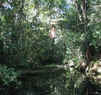 Wabunga Wayemba Charmillan Creek walking track - Gold Coast Attractions