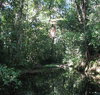 Misty Mountains Wilderness Walking Tracks - Gold Coast Attractions