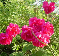 Bishop's Lodge Historic House and Heritage Rose Garden - Gold Coast Attractions