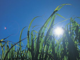 New Harbourline QLD Gold Coast Attractions