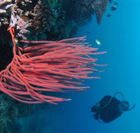 Eddy Reef Dive Site - Gold Coast Attractions
