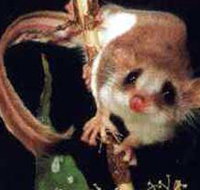 Carrowong Fauna Sanctuary - Gold Coast Attractions