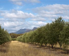 Red Rock Olives - Gold Coast Attractions 1