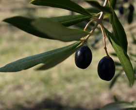 Red Rock Olives - Gold Coast Attractions 0
