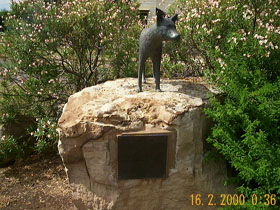 Dingo Statue - Gold Coast Attractions 0