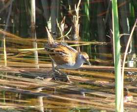Fivebough Wetlands - Gold Coast Attractions 1