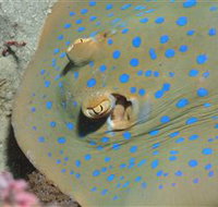 Jorgey's Patch Dive Site - Gold Coast Attractions
