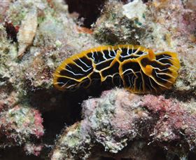 Jorgey's Patch Dive Site - Gold Coast Attractions 1