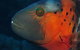 Jorgey's Patch Dive Site - thumb 2