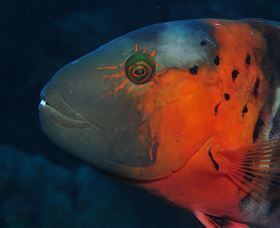 Jorgey's Patch Dive Site - Gold Coast Attractions 2