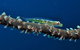 Jorgey's Patch Dive Site - thumb 3