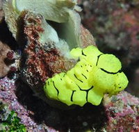 The Oasis Dive Site - Gold Coast Attractions