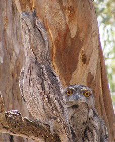 Bird Watching - Gold Coast Attractions 0