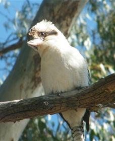 Bird Watching - Gold Coast Attractions 1