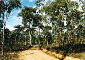 Paddys Ranges State Park - Gold Coast Attractions 0
