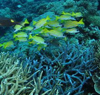 Castle Rock Dive Site - Gold Coast Attractions
