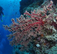 Nursery Bommie Dive Site - Gold Coast Attractions