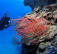 Three Sisters Dive Site - Gold Coast Attractions