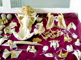 Sarina District Historical Centre - Gold Coast Attractions 3