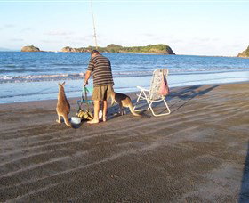 Cape Hillsborough National Park - Gold Coast Attractions 0