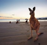 Wallabies on the Beach at Cape Hillsborough - Gold Coast Attractions