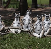 Savannah Visitor Plaza Taronga Western Plains Zoo Dubbo - Gold Coast Attractions