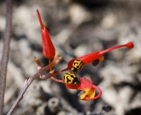  Gold Coast Attractions