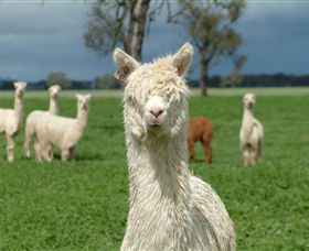 Creswick Woollen Mills - Gold Coast Attractions 1