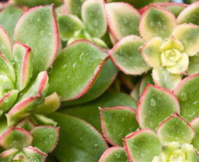 Billabong Garden Complex & Cafe - Gold Coast Attractions 0