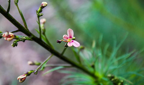 Lynchs Loop Trail - Gold Coast Attractions 2