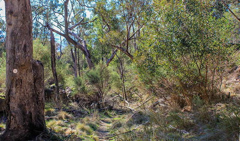 Eualdrie Walking Track - Gold Coast Attractions 1