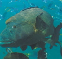 Fairey Reef - Gold Coast Attractions