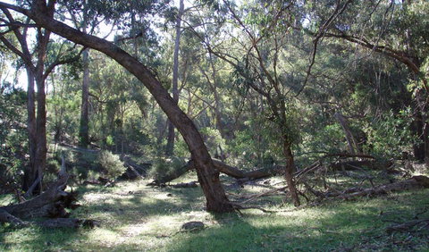 Mount Nangar Walking Track - Gold Coast Attractions 1