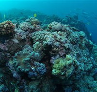 Manta Ray Drop Off Dive Site - Gold Coast Attractions