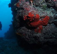 Stepping Stones Dive Site - Gold Coast Attractions
