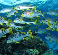 Challenger Bay Dive Site - Gold Coast Attractions